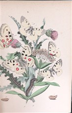 European Butterflies And Moths