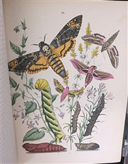 European Butterflies And Moths