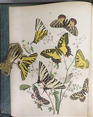 European Butterflies And Moths