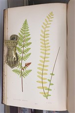 Ferns British And Exotic Complete In Eight Volumes 