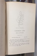 Ferns British And Exotic Complete In Eight Volumes 