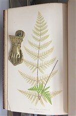 Ferns British And Exotic Complete In Eight Volumes 