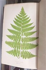 Ferns British And Exotic Complete In Eight Volumes 