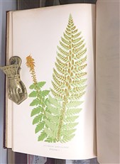 Ferns British And Exotic Complete In Eight Volumes 