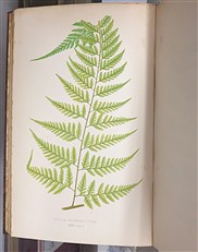 Ferns British And Exotic Complete In Eight Volumes 