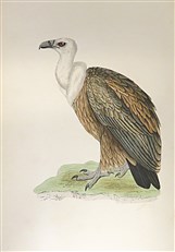 A History of British Birds (Full 6 Volume Set, Second Edition)