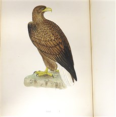 A History of British Birds (Full 6 Volume Set, Second Edition)