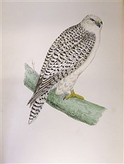 A History of British Birds (Full 6 Volume Set, Second Edition)