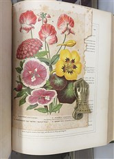 British Wild Flowers 
