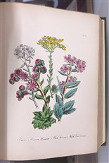 British Wild Flowers 