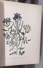 British Wild Flowers 