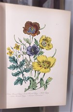 British Wild Flowers 