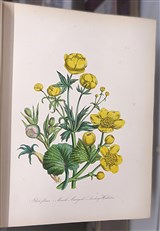British Wild Flowers 