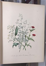 British Wild Flowers 