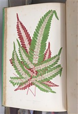 A Natural History Of New And Rare Ferns 