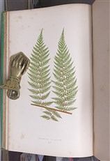 A Natural History Of New And Rare Ferns 