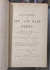 A Natural History Of New And Rare Ferns 