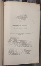 A Natural History Of New And Rare Ferns 