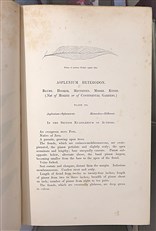 A Natural History Of New And Rare Ferns 