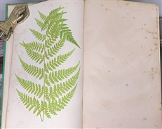 A Natural History Of New And Rare Ferns 