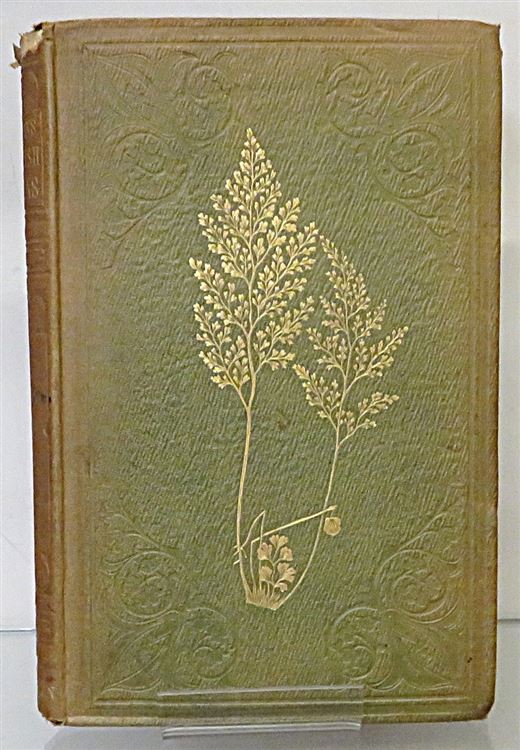 A History Of British Ferns 