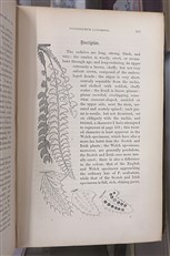 A History Of British Ferns 
