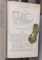 A History Of British Ferns 