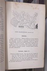 A History Of British Ferns 