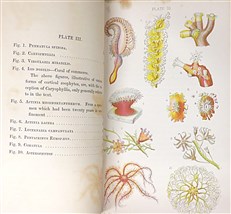 The Aquarian Naturalist. A Manual for the Sea-Side