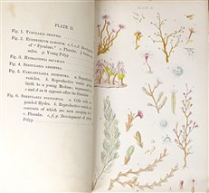 The Aquarian Naturalist. A Manual for the Sea-Side