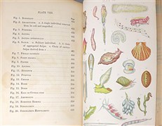 The Aquarian Naturalist. A Manual for the Sea-Side