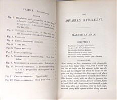 The Aquarian Naturalist. A Manual for the Sea-Side