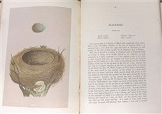 A Natural History of the Nests and Eggs of British Birds (Second Edition)