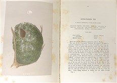 A Natural History of the Nests and Eggs of British Birds (Second Edition)