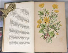 The Flowering Plants, Grasses, Sedges, And Ferns of Great Britain And Their Allies The Club Moses, Pepperworts, And Horsetails Volumes I - VI