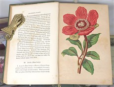 The Flowering Plants, Grasses, Sedges, And Ferns of Great Britain And Their Allies The Club Moses, Pepperworts, And Horsetails Volumes I - VI