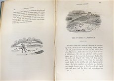 Bewick's British Birds (2 Volume Set)