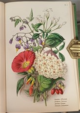 Trees, Plants and Flowers