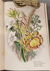 Trees, Plants and Flowers
